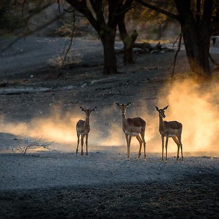 Gabus Safari Lodge Otavi Kültér fotó