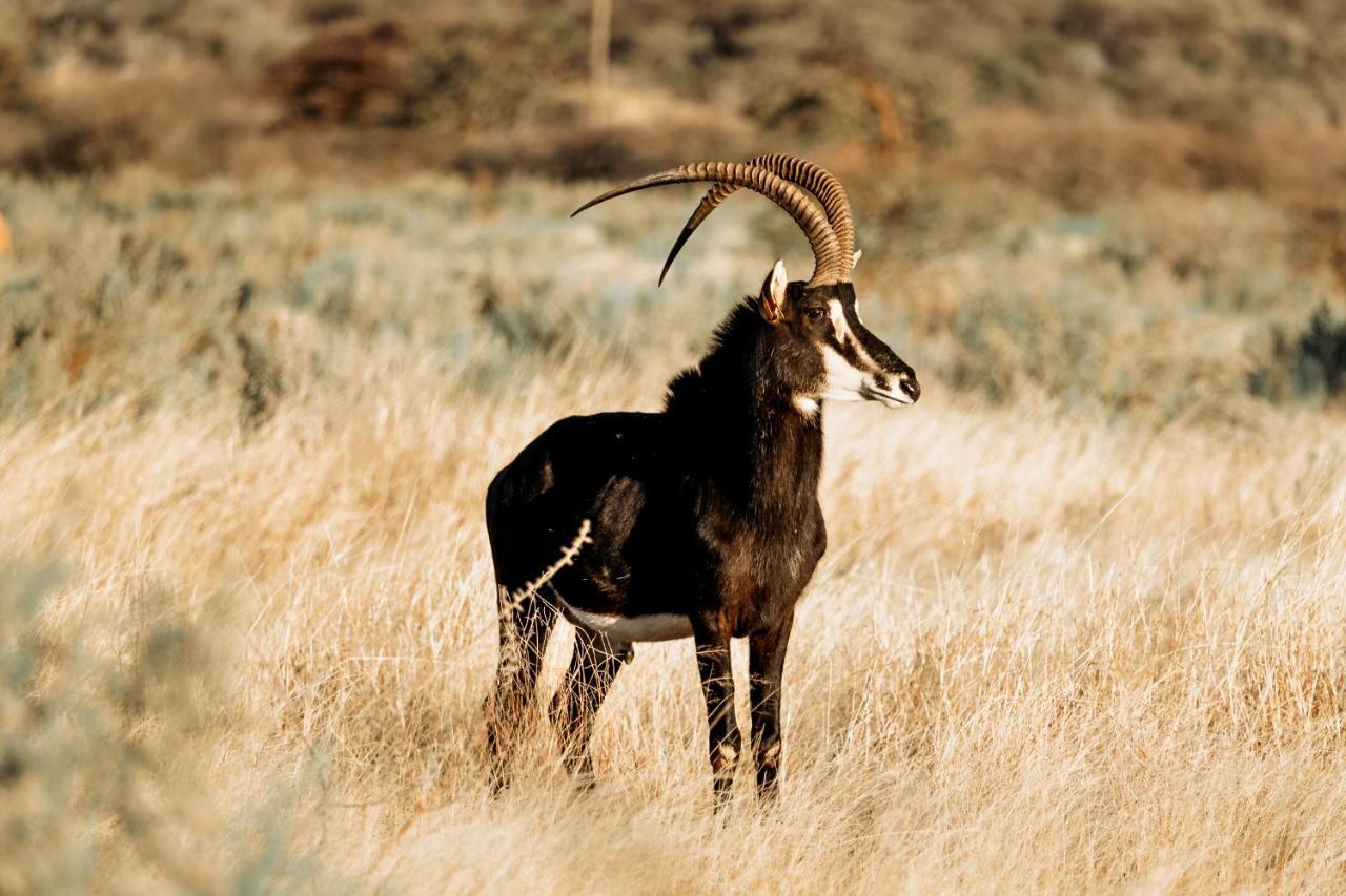 Gabus Safari Lodge Otavi Kültér fotó