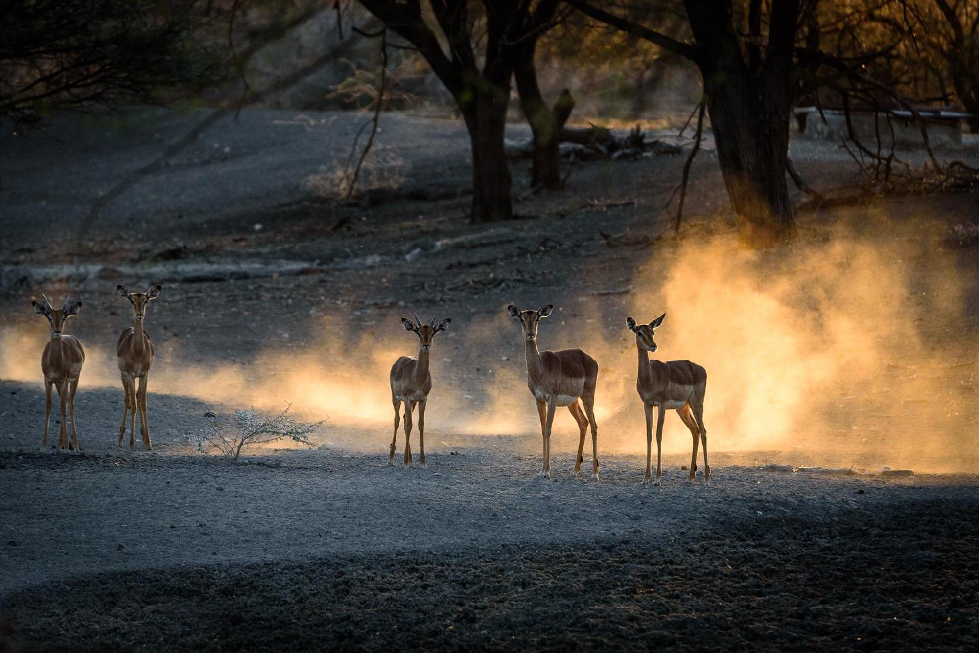 Gabus Safari Lodge Otavi Kültér fotó
