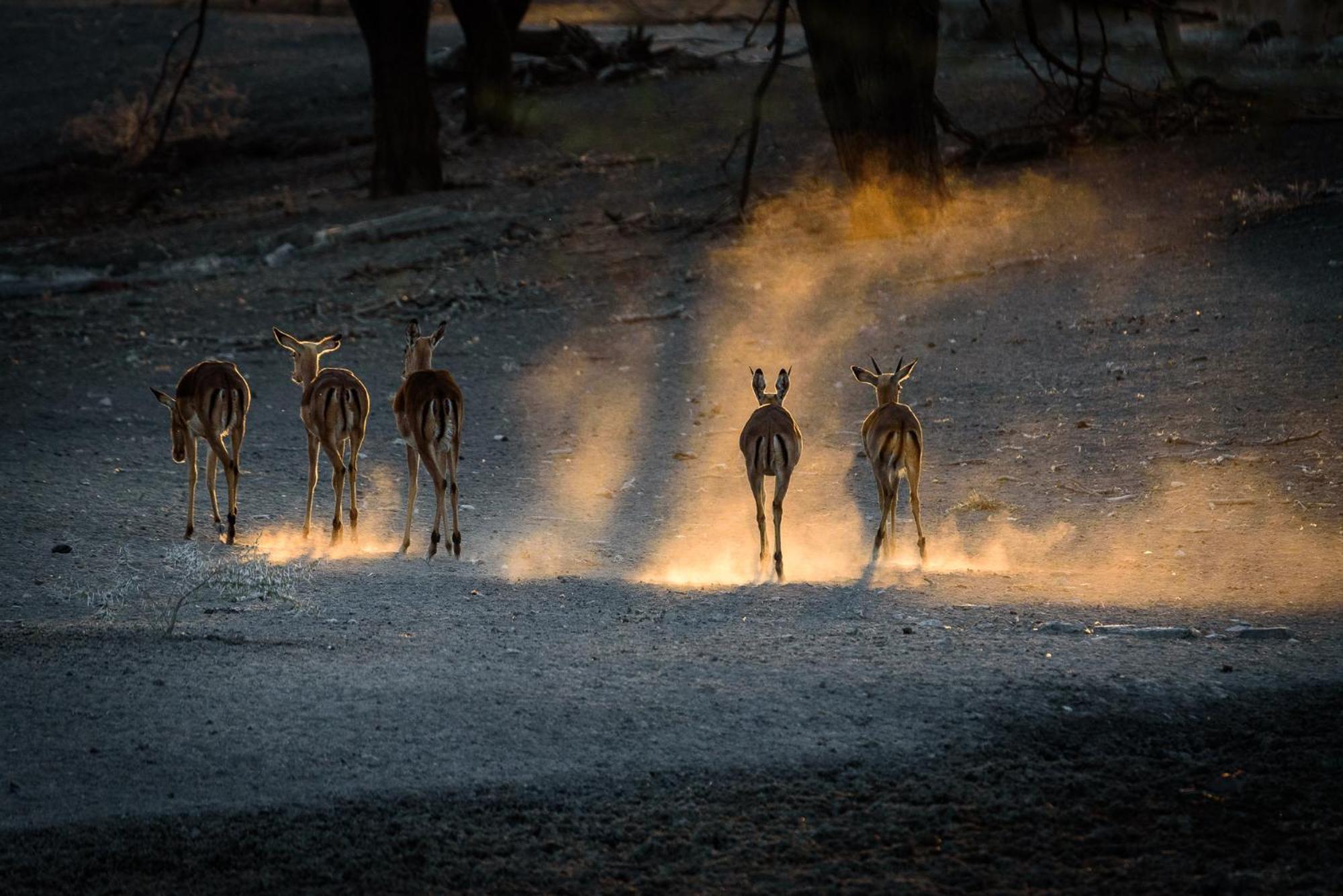 Gabus Safari Lodge Otavi Kültér fotó