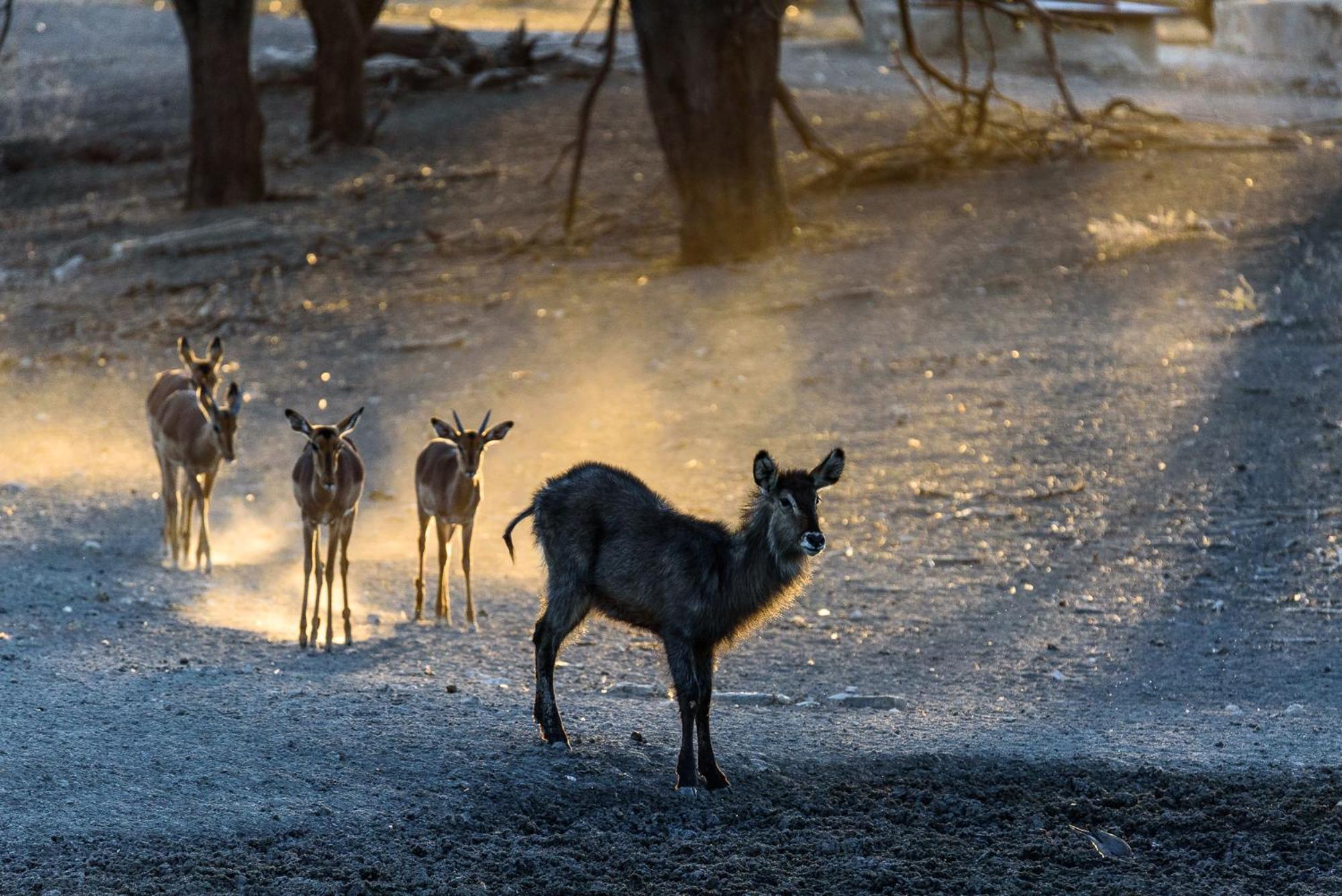 Gabus Safari Lodge Otavi Kültér fotó