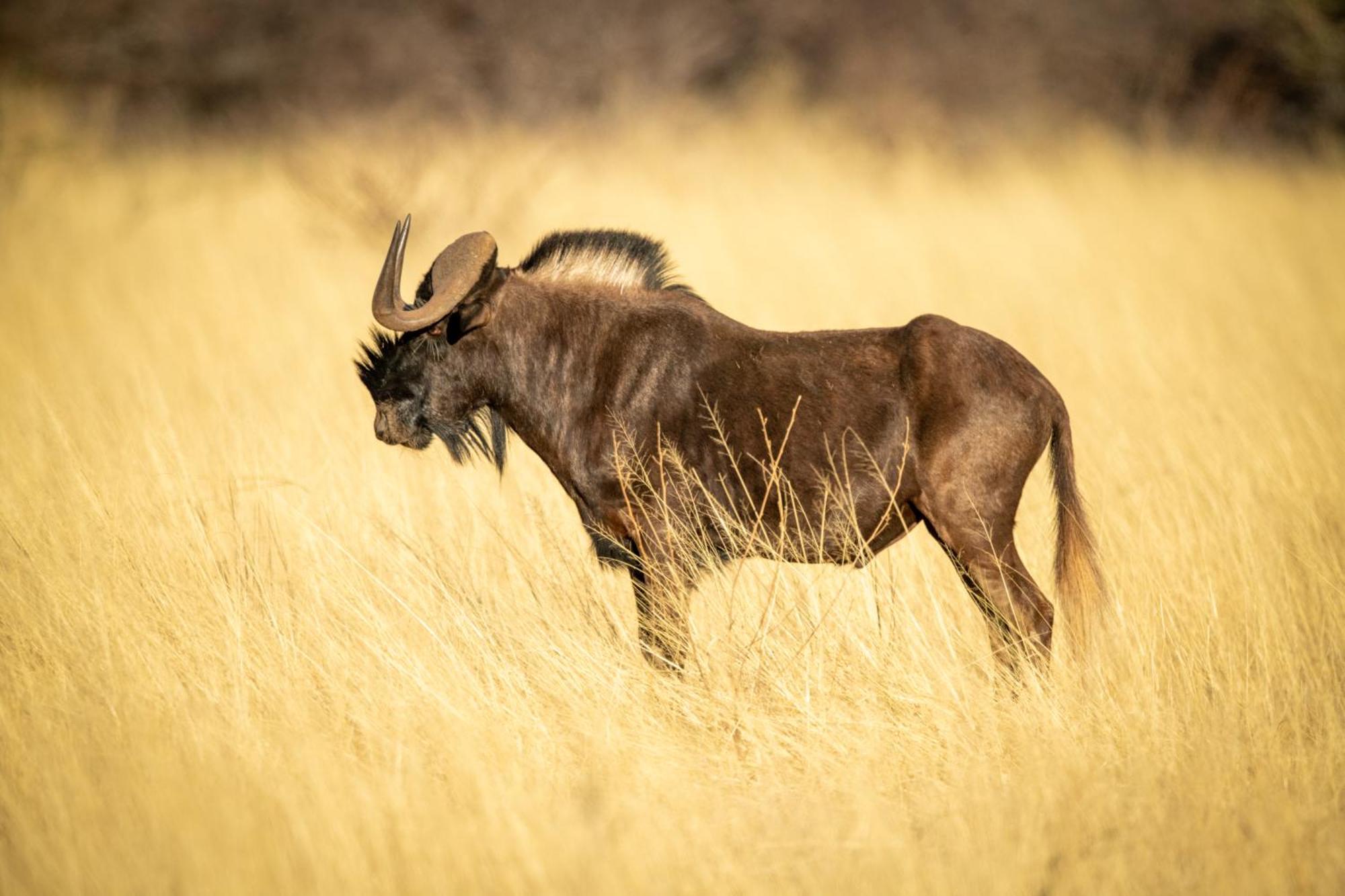 Gabus Safari Lodge Otavi Kültér fotó
