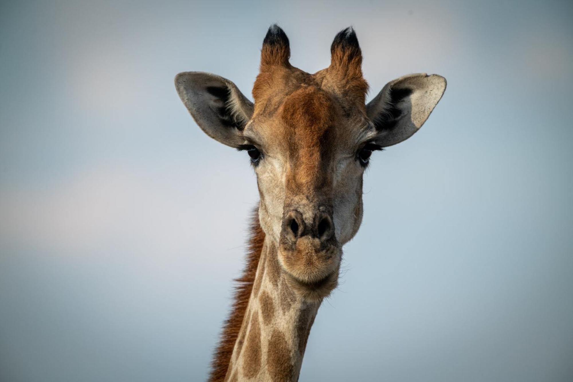 Gabus Safari Lodge Otavi Kültér fotó
