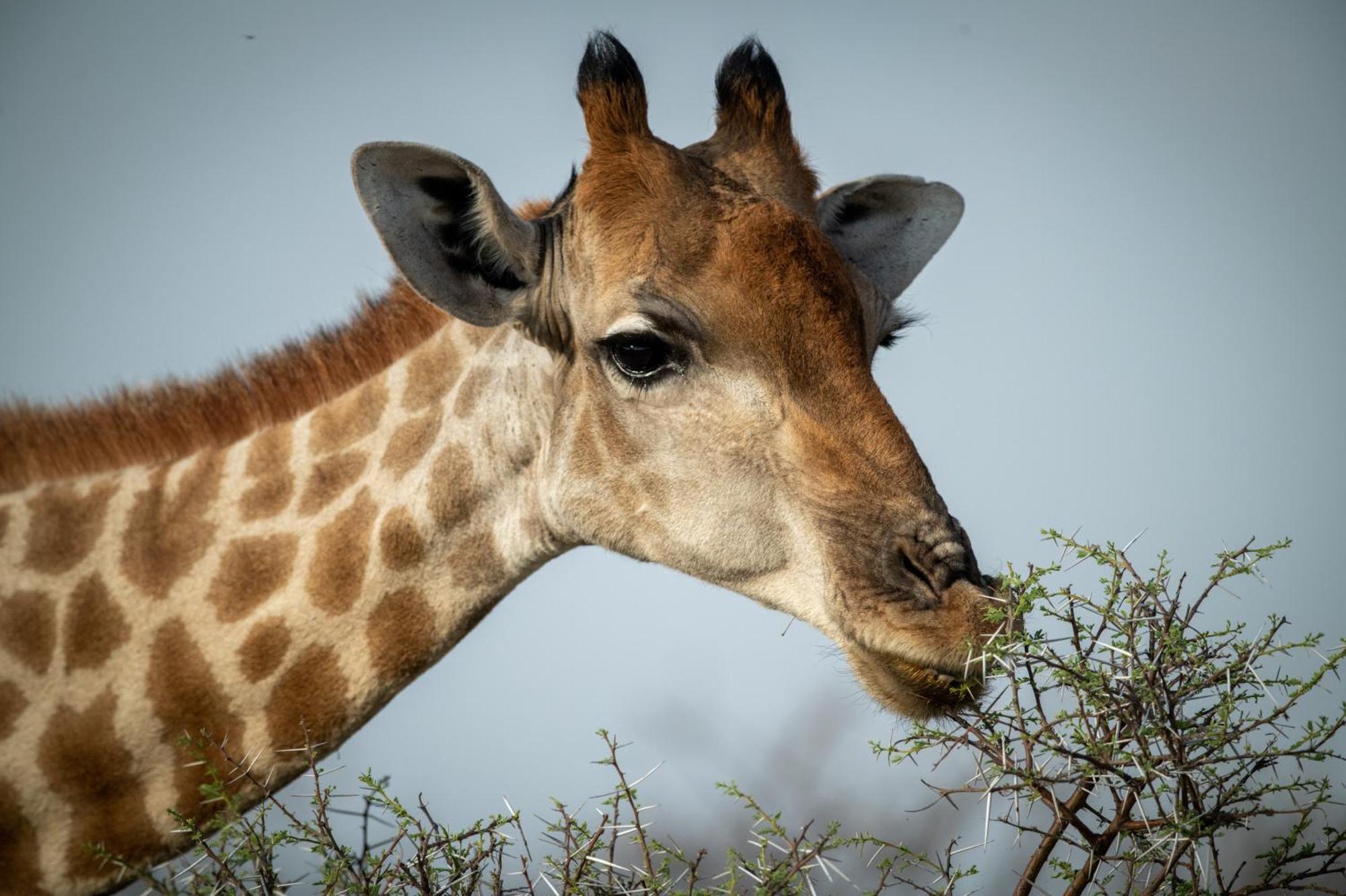 Gabus Safari Lodge Otavi Kültér fotó