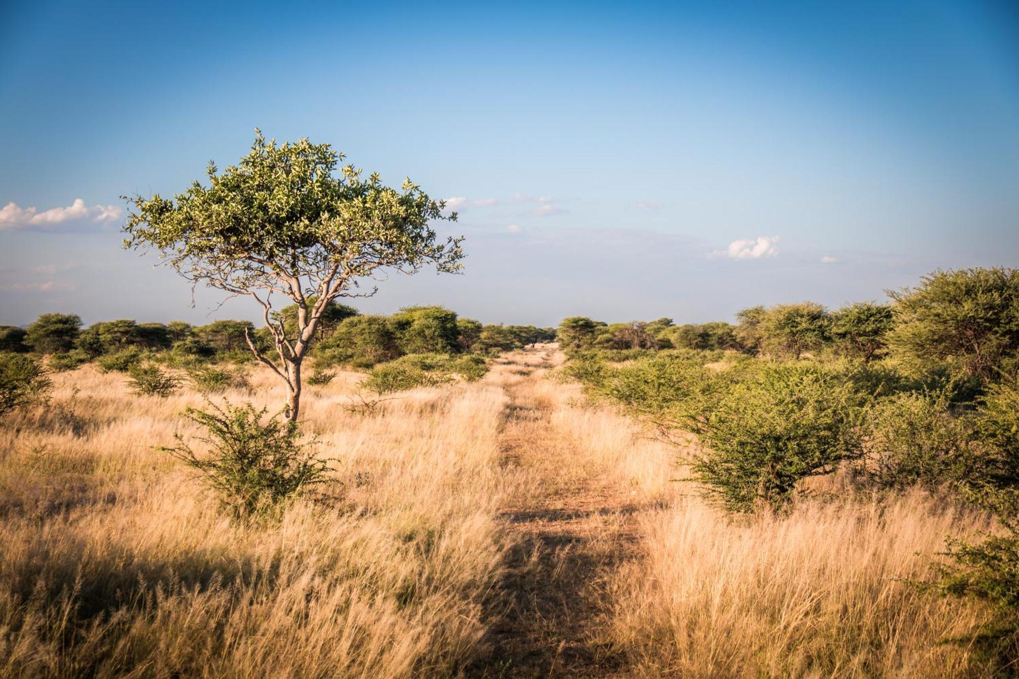 Gabus Safari Lodge Otavi Kültér fotó